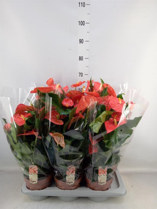 <h4>Anthurium andr. 'Florida'</h4>