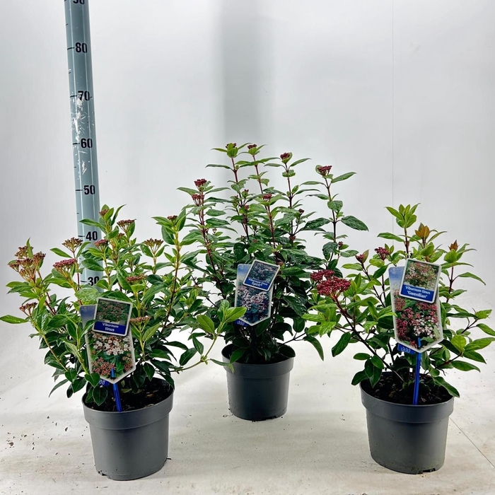 <h4>Viburnum tinus 'Mix Shelve' C2</h4>