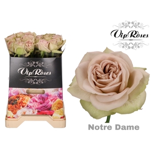 R GR NOTRE DAME+