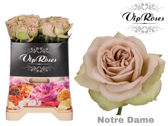 R GR NOTRE DAME+