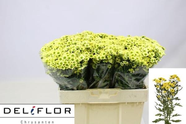 <h4>CHR SAN ALFA CREME</h4>