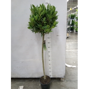 Laurus nobilis