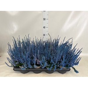 Calluna vulg.   ...