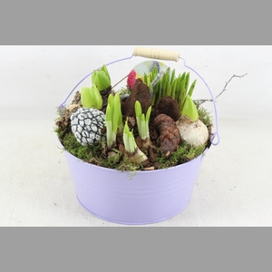 arr4 Bollenmix VL - Emmer lila 250/2