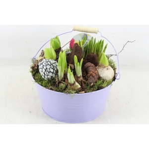 arr4 Bollenmix VL - Emmer lila 250/2