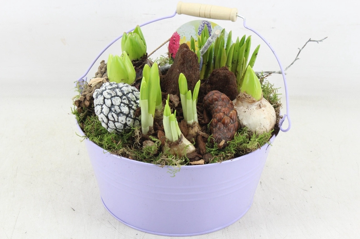 <h4>arr4 Bollenmix VL - Emmer lila 250/2</h4>