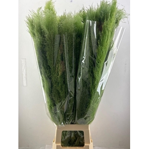 CORTA SELLOAN KLB H%