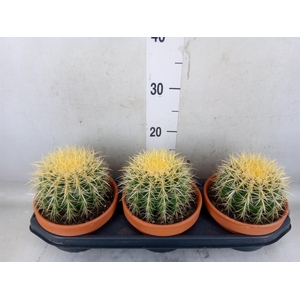 Echinocactus grusonii