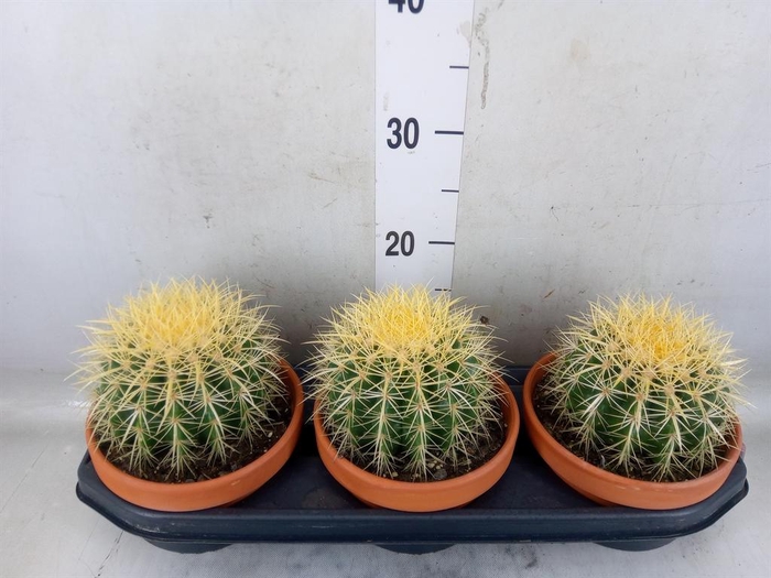 <h4>Echinocactus grusonii</h4>