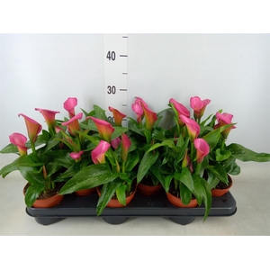 Zantedeschia  'Zazu'
