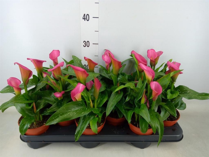 <h4>Zantedeschia 'Zazu'</h4>