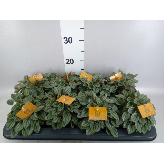 <h4>Peperomia 'Napoli Nights'</h4>