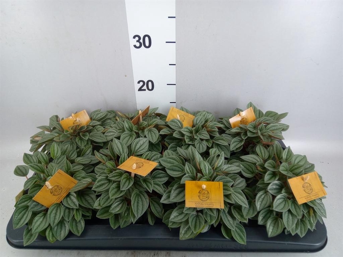 Peperomia  'Napoli Nights'