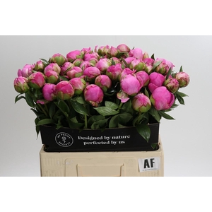 Paeonia Dr Alexander Fleming