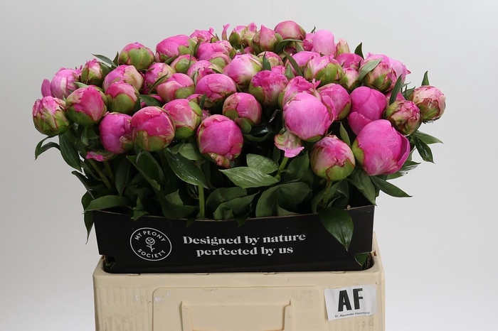 Paeonia Dr Alexander Fleming