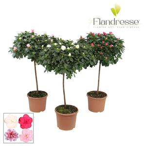 Azalea Flandresse® stam 'gemengd ' 30 cm