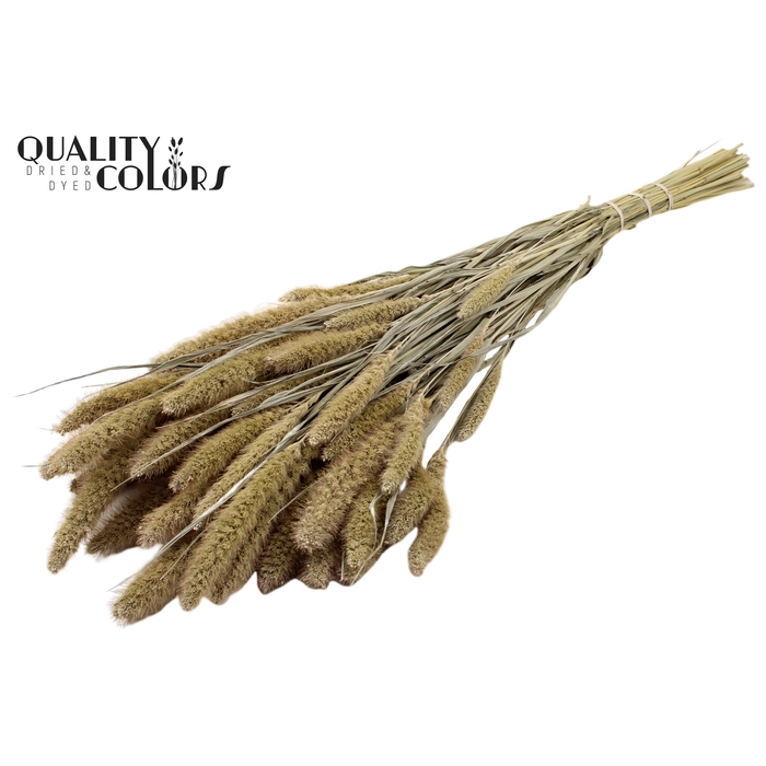 <h4>Setaria per bunch Frosted White</h4>