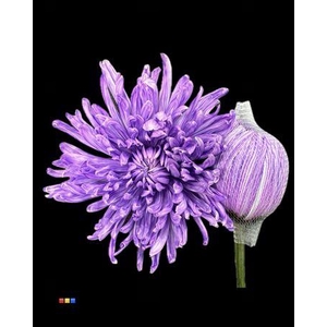 Chr G Antonov Lila New!!!