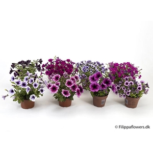PETUNIA-HYBRID