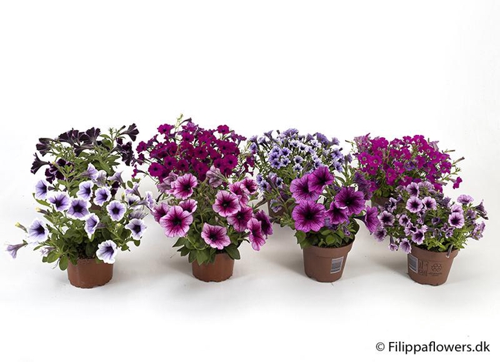 <h4>PETUNIA-HYBRID</h4>