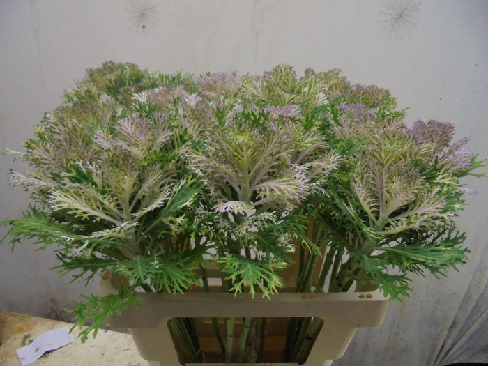 <h4>BRASS CRANE KING</h4>