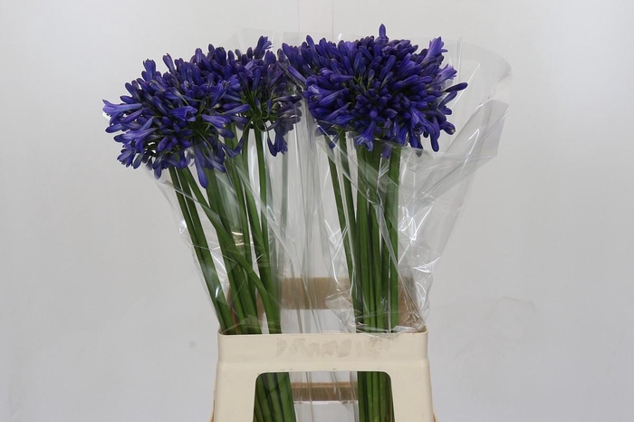<h4>Agapanthus Intermedius</h4>