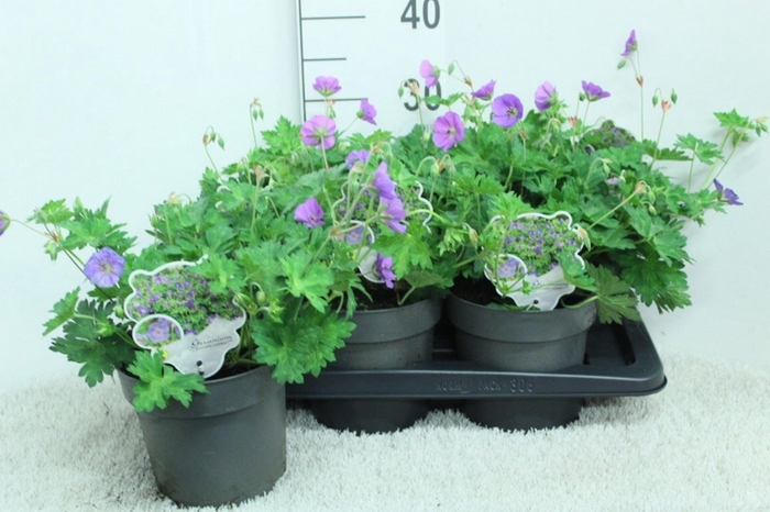 <h4>Geranium  'Rozanne'</h4>
