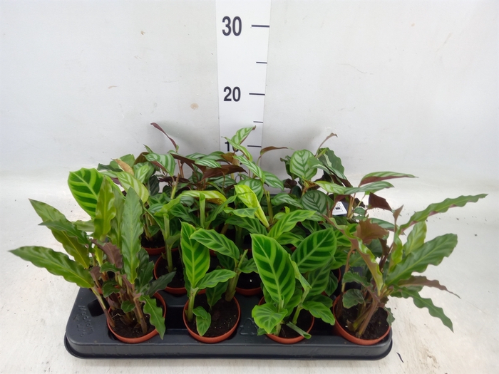 <h4>Calathea   ...mix</h4>