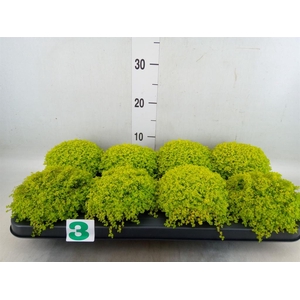 Soleirolia soleirolii 'Aurea'