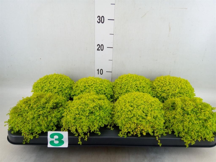 <h4>Soleirolia soleirolii 'Aurea'</h4>