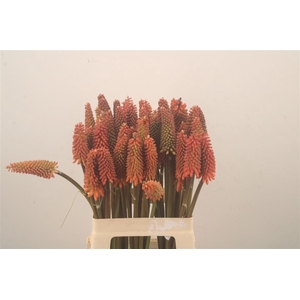 Kniphofia Alcazar