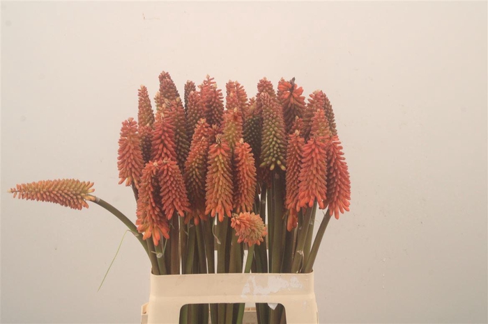 <h4>Kniphofia Alcazar</h4>