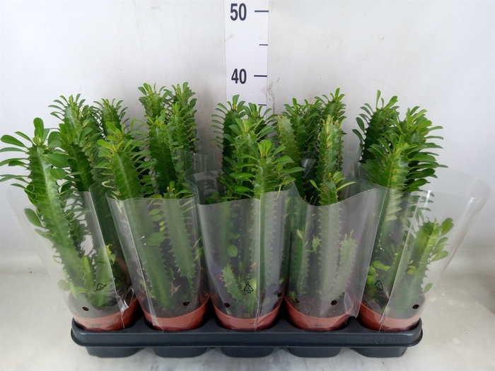 <h4>Euphorbia trigona</h4>
