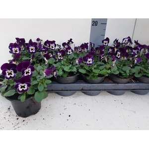 VIO CO EM JOLLY FACE