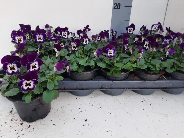 <h4>VIO CO EM JOLLY FACE</h4>