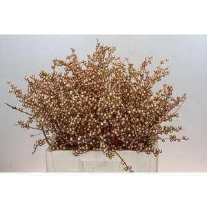 Ilex paint Goud Antiek