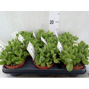 Cotyledon tome. 'Green Footprint'