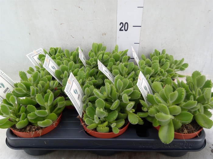<h4>Cotyledon tome. 'Green Footprint'</h4>