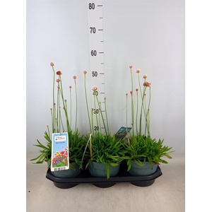 Armeria pseud. 'Ball White'