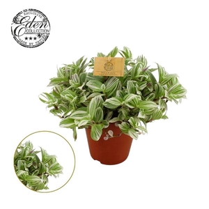 Tradescantia Brightness 15cm