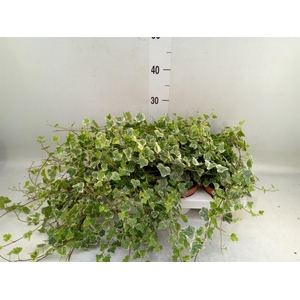 Hedera helix 'White Wonder'