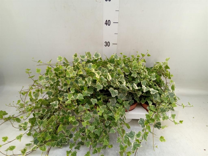 <h4>Hedera helix 'White Wonder'</h4>