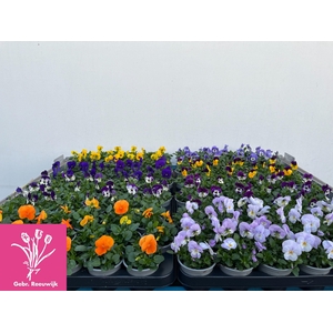 Vio Co Mixkar 1 Kleur Per Tray