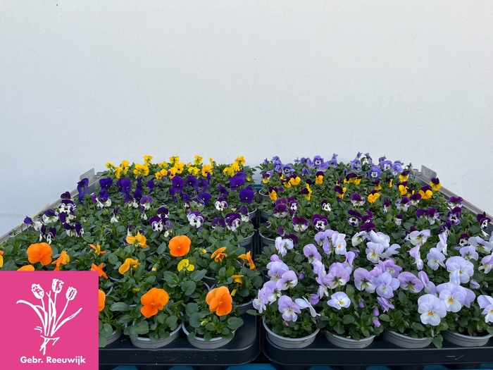 <h4>Vio Co Mixkar 1 Kleur Per Tray</h4>