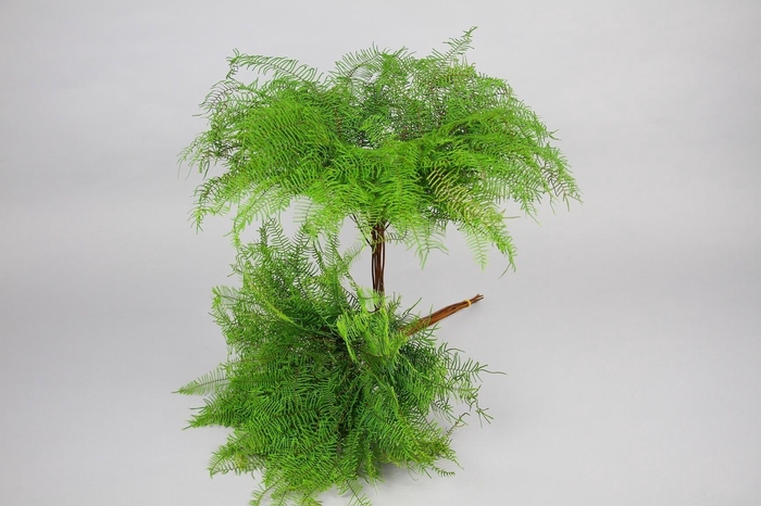 Sea Star fern (air) x4