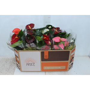 ANTHURIUM VARIADO P12