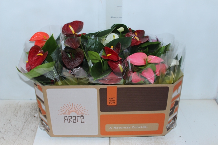 <h4>ANTHURIUM VARIADO P12</h4>