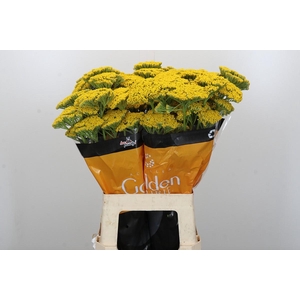 Achillea Golden Prairi