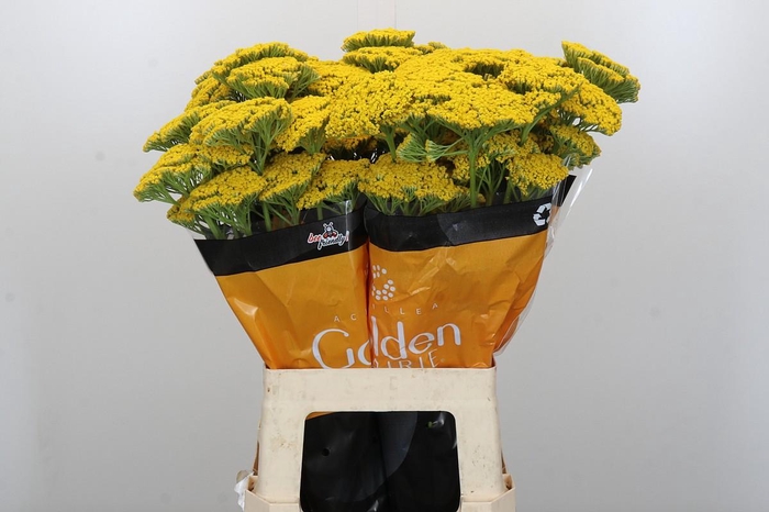 Achillea Golden Prairi