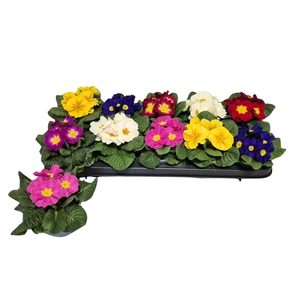 PRIM ACAULIS GEMENGD